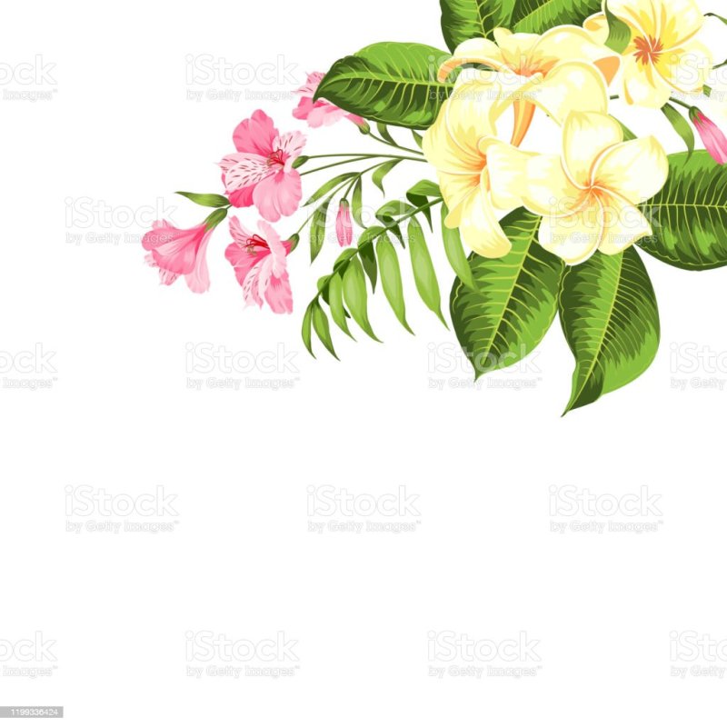 Fundo Branco Com Flores Para Convite 6257bdb25